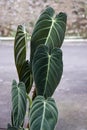 The Philodendron melanochrysum or often called `milano` is a common Ã¢â¬ÅrareÃ¢â¬Â and beautiful tall houseplant